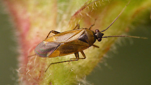 Plagiognathus arbustorum Just adding the species :o) Cimicomorpha,Heteroptera,Jane's garden,Miridae,Phylinae,Phylini,Plagiognathus,Plagiognathus arbustorum,nl: Streepdijblindwants