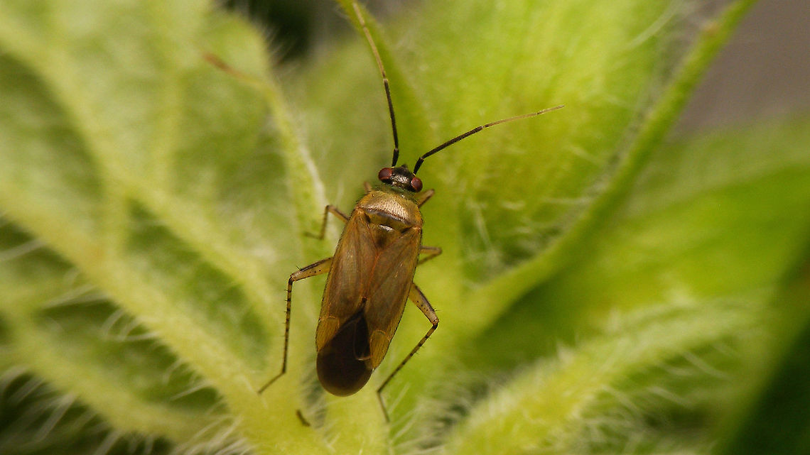 Plagiognathus arbustorum A _very_ common species in our area this time of the year ... Cimicomorpha,Heteroptera,Jane's garden,Miridae,Phylinae,Phylini,Plagiognathus,Plagiognathus arbustorum,nl: Streepdijblindwants