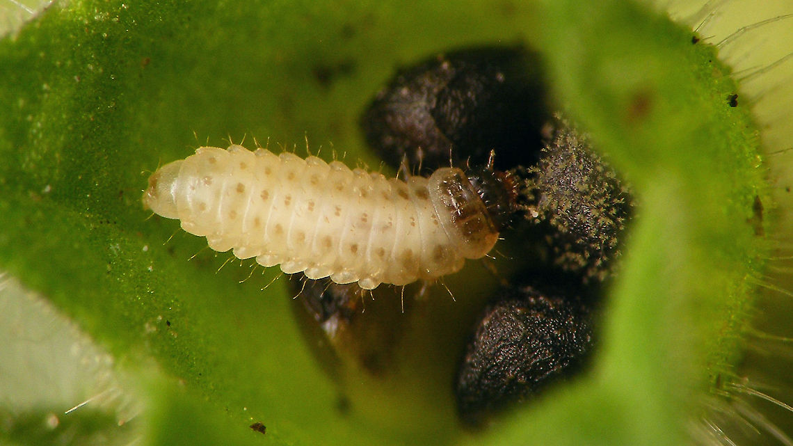 Meligethes cf. brunnicornis larva Found this larva on Stachys silvatica while I was shooting images of the nymphs of <a href="https://www.jungledragon.com/tag/46325/eysarcoris_venustissimus.html" title="Eysarcoris venustissimus" class="tag"><em>13</em>Eysarcoris venustissimus</a><br />
The larva of Meligethinae are very poorly know, with only 4-5 of the 70-80 Central European species of Meligethes s.l. described (some authors have split the genus in numerous new genera, putting this species in &quot;Lamiogethes&quot;).<br />
Due to this lack of knowledge about the larvae, obviously there is no key to ID these. My &quot;ID&quot; is solely based on the host plant, as to my knowledge this is the only species on Stachys silvatica. There are however a few more on other species of Stachys spp. and it&#039;s questionable that the host plant records would render a reliable ID (knowledge/records lacking?).<br />
If the ID is correct it should also be the first record for the province of Drenthe. Cucujiformia,Cucujoidea,Geotagged,Jane's garden,Lamiogethes,Lamiogethes brunnicornis,Larva,Meligethes,Meligethes brunnicornis,Meligethinae,Netherlands,Nitidulidae,Polyphaga,Stachys silvatica
