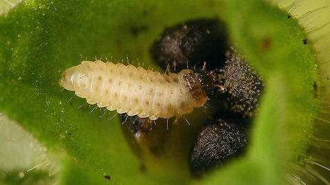 Meligethes cf. brunnicornis larva Found this larva on Stachys silvatica while I was shooting images of the nymphs of https://www.jungledragon.com/tag/46325/eysarcoris_venustissimus.html
The larva of Meligethinae are very poorly know, with only 4-5 of the 70-80 Central European species of Meligethes s.l. described (some authors have split the genus in numerous new genera, putting this species in "Lamiogethes").
Due to this lack of knowledge about the larvae, obviously there is no key to ID these. My "ID" is solely based on the host plant, as to my knowledge this is the only species on Stachys silvatica. There are however a few more on other species of Stachys spp. and it's questionable that the host plant records would render a reliable ID (knowledge/records lacking?).
If the ID is correct it should also be the first record for the province of Drenthe. Cucujiformia,Cucujoidea,Geotagged,Jane's garden,Lamiogethes,Lamiogethes brunnicornis,Larva,Meligethes,Meligethes brunnicornis,Meligethinae,Netherlands,Nitidulidae,Polyphaga,Stachys silvatica