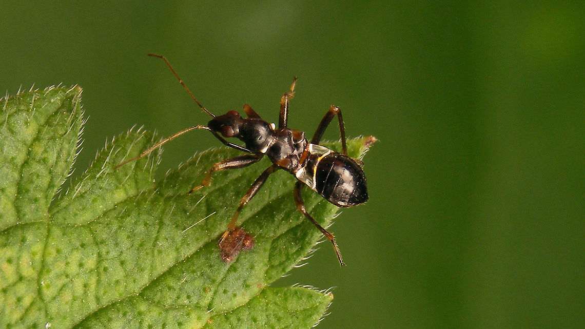 Himacerus mirmicoides - Nymph  Cimicomorpha,Himacerus,Himacerus mirmicoides,Jane's garden,Nabidae,Nabinae,Nymph,cimicoidea,nl: Miersikkelwants