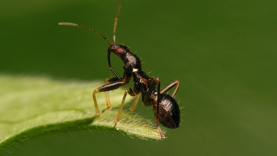 Himacerus mirmicoides - Nymph lateral  Cimicomorpha,Himacerus,Himacerus mirmicoides,Jane's garden,Nabidae,Nabinae,Nymph,cimicoidea,nl: Miersikkelwants