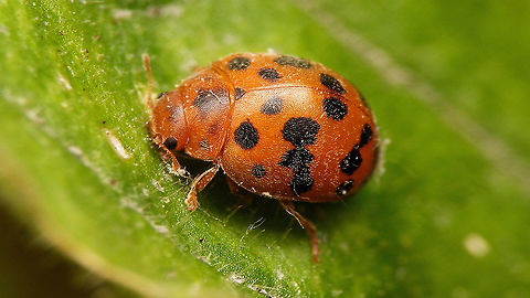 Subcoccinella vigintiquatuorpunctata Just adding the species for my "Alerdinck" collection :o) 24-spot Ladybird,Alerdinck,Coccinellidae,Coleoptera,Epilachninae,Geotagged,Netherlands,Subcoccinella,Subcoccinella vigintiquatuorpunctata,Twenty-four Spot Ladybird,nl: Vierentwintigstippelig lieveheersbeestje