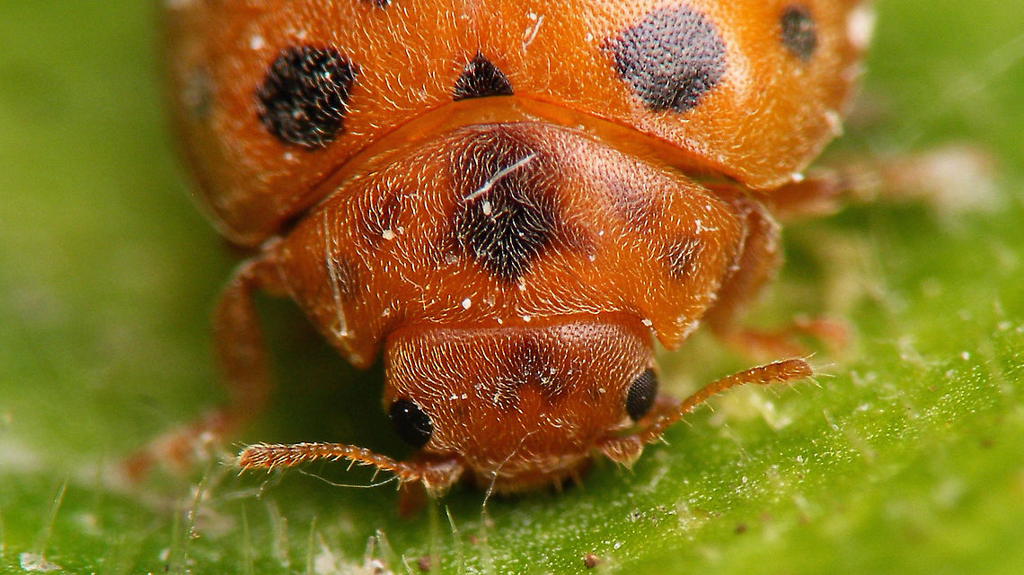 Subcoccinella vigintiquatuorpunctata - Mugshot Just adding the species for my &quot;Alerdinck&quot; collection :o) 24-spot Ladybird,Alerdinck,Coccinellidae,Coleoptera,Epilachninae,Geotagged,Netherlands,Subcoccinella,Subcoccinella vigintiquatuorpunctata,Twenty-four Spot Ladybird,nl: Vierentwintigstippelig lieveheersbeestje