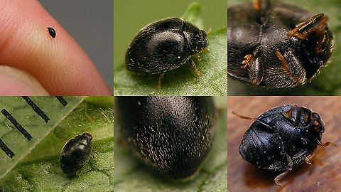 Stethorus pusillus At 1&ndash;1,5mm this is one of our smallest native Ladybird beetles (in Western Europe).
Various authors still use different names, either Stethorus punctillum or Stethorus pusillus, so I've named one image each accordingly ;o)
Hence, single shot of same beetle:
https://www.jungledragon.com/image/97386/stethorus_punctillum.html
 Alerdinck,Coccinellidae,Geotagged,Ladybird,Netherlands,Scymninae,Stethorini,Stethorus,Stethorus punctillum,Stethorus pusillus,nl: Spintetend puntkapoentje