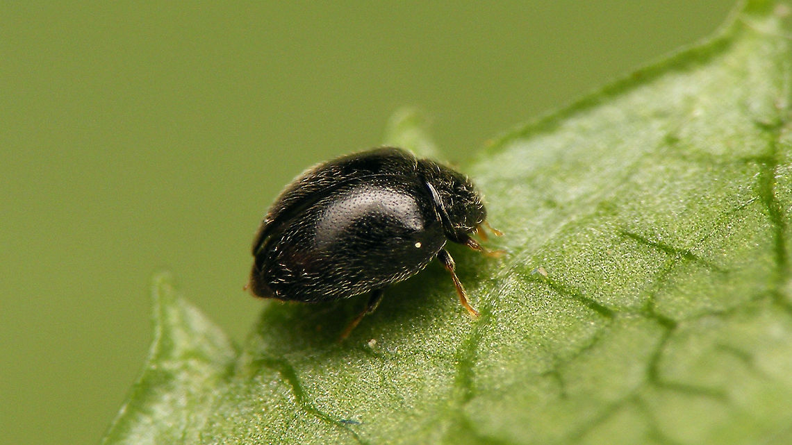 Stethorus punctillum At 1&ndash;1,5mm this is one of our smallest native Ladybird beetles (in Western Europe).<br />
Various authors still use different names, either Stethorus punctillum or Stethorus pusillus, so I&#039;ve named one image each accordingly ;o)<br />
Hence, collage of same beetle:<br />
<figure class="photo"><a href="https://www.jungledragon.com/image/97385/stethorus_pusillus.html" title="Stethorus pusillus"><img src="https://s3.amazonaws.com/media.jungledragon.com/images/3043/97385_thumb.jpg?AWSAccessKeyId=05GMT0V3GWVNE7GGM1R2&Expires=1759968010&Signature=V3eOW%2Be9nGigo7dyLQ7FP1mIloM%3D" width="200" height="114" alt="Stethorus pusillus At 1&ndash;1,5mm this is one of our smallest native Ladybird beetles (in Western Europe).<br />
Various authors still use different names, either Stethorus punctillum or Stethorus pusillus, so I&#039;ve named one image each accordingly ;o)<br />
Hence, single shot of same beetle:<br />
https://www.jungledragon.com/image/97386/stethorus_punctillum.html<br />
 Alerdinck,Coccinellidae,Geotagged,Ladybird,Netherlands,Scymninae,Stethorini,Stethorus,Stethorus punctillum,Stethorus pusillus,nl: Spintetend puntkapoentje" /></a></figure><br />
 Alerdinck,Coccinellidae,Geotagged,Ladybird,Netherlands,Scymninae,Stethorini,Stethorus,Stethorus punctillum,Stethorus pusillus,nl: Spintetend puntkapoentje