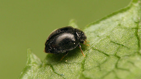 Stethorus punctillum At 1–1,5mm this is one of our smallest native Ladybird beetles (in Western Europe).
Various authors still use different names, either Stethorus punctillum or Stethorus pusillus, so I've named one image each accordingly ;o)
Hence, collage of same beetle:
https://www.jungledragon.com/image/97385/stethorus_pusillus.html
 Alerdinck,Coccinellidae,Geotagged,Ladybird,Netherlands,Scymninae,Stethorini,Stethorus,Stethorus punctillum,Stethorus pusillus,nl: Spintetend puntkapoentje