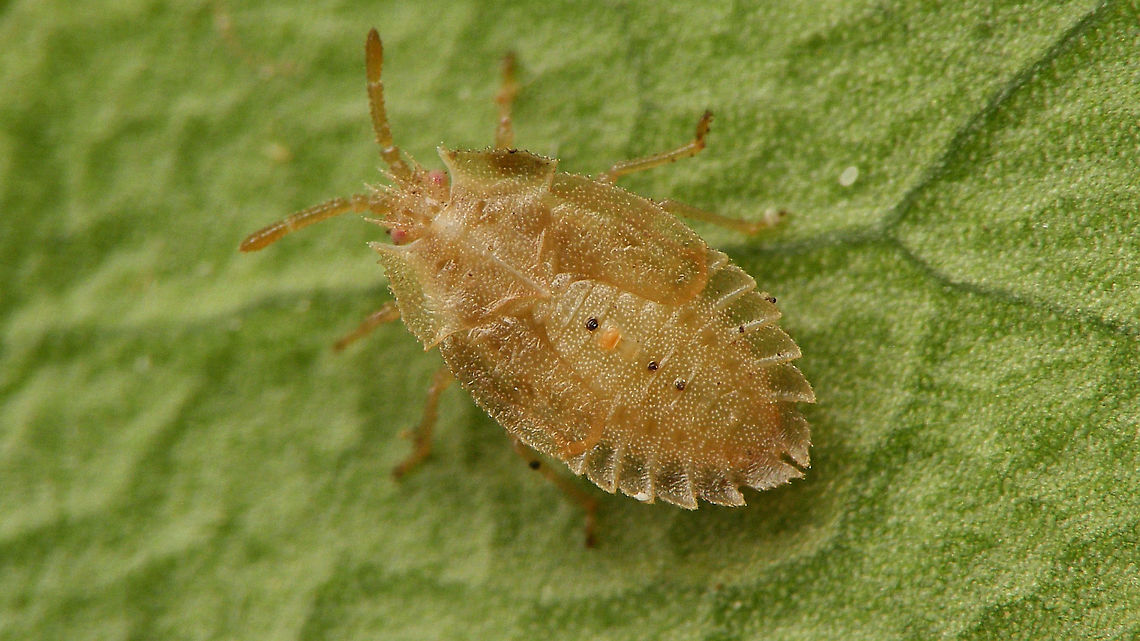 Tingis ampliata - L5  Heteroptera,Lacebug,Netherlands,Nymph,Tingidae,Tingis,Tingis ampliata