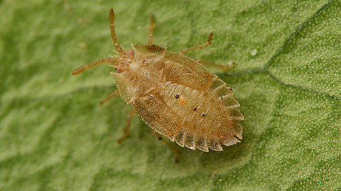 Tingis ampliata - L5  Heteroptera,Lacebug,Netherlands,Nymph,Tingidae,Tingis,Tingis ampliata