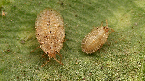 Tingis ampliata - L5 and L4  Heteroptera,Lacebug,Netherlands,Nymphs,Tingidae,Tingis,Tingis ampliata