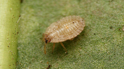 Tingis ampliata - L4  Heteroptera,Lacebug,Netherlands,Nymph,Tingidae,Tingis,Tingis ampliata