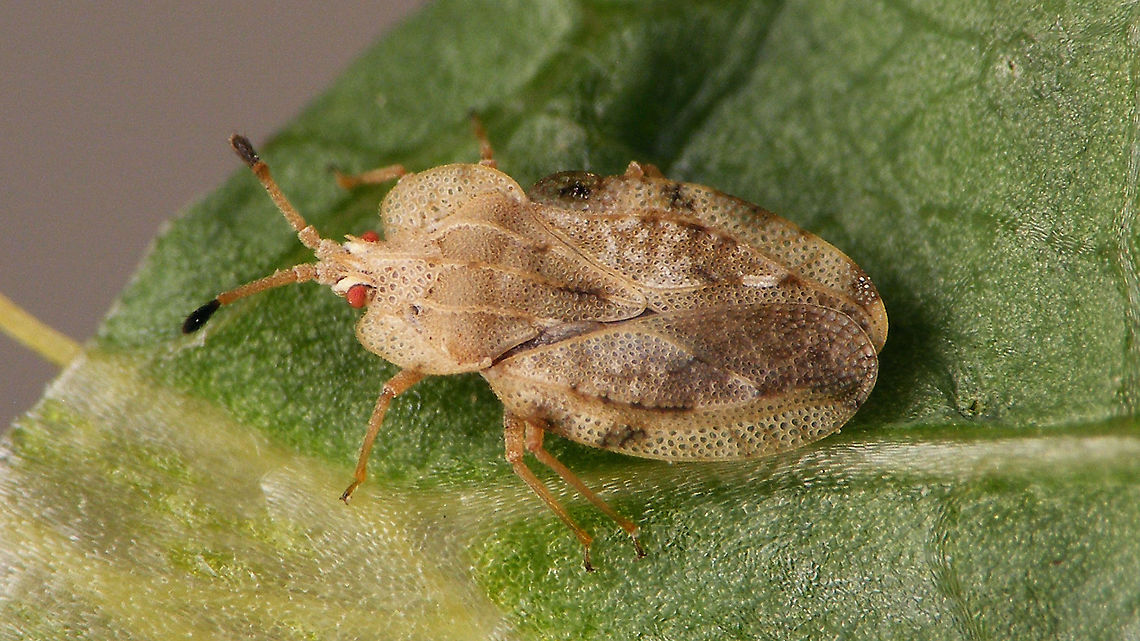 Tingis ampliata  Heteroptera,Lacebug,Netherlands,Tingidae,Tingis,Tingis ampliata
