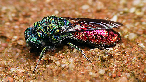 Chrysis sp. "Chilling" under a brick after a rainstorm - nice and motionless, but still not enough details on the photos to allow me to follow the keys for ID. Probably ignita-group me thinks, but hey ...
More images here:
https://waarneming.nl/observation/195742132/ Aculeata,Chrysididae,Chrysis,Chrysis sp.,Hymenoptera,Jane's garden,Netherlands,cuckoo wasp