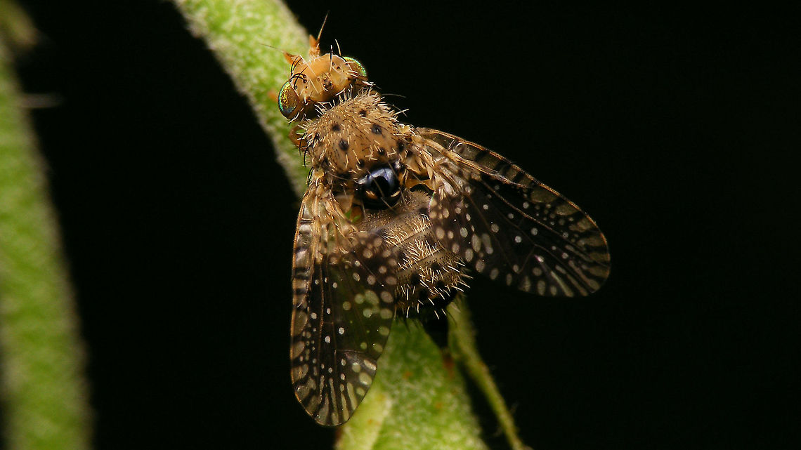 Noeeta pupillata - Female A fairly rare species (in the Netherlands) of Fruit Fly (Tephritidae) with larval development in the buds of Smooth Hawkweed (Hieracium laevigatum). Fruit fly,Hieracium laevigatum,Jane's garden,Noeeta,Noeeta pupillata,Noeetini,Smooth Hawkweed,Tephritidae,Tephritinae,nl: Havikskruidboorvlieg,nl: Stijf havikskruid
