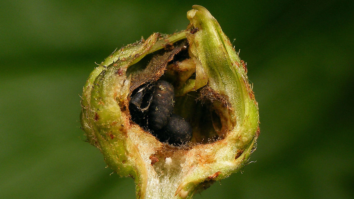 Noeeta pupillata - Puparia Puparia of the Fruit fly Noeeta pupillata in the flower bud (opened up) of Smooth Hawkweed (Hieracium laevigatum).<br />
According to John Smit, a Dutch specialist for Tephritidae, the Smooth hawkweed (Hieracium laevigatum) that we've found the puparia in, is a new host plant for this species of Fruit fly. The plant blooms earlier than the other known hosts, so this raises the question if this might be a result of our soft winters with the flies maybe being active earlier in the year. Interesting stuff :o) Fruit fly,Hieracium laevigatum,Jane's garden,Noeeta,Noeeta pupillata,Noeetini,Pupae,Smooth Hawkweed,Tephritidae,Tephritinae,nl: Havikskruidboorvlieg,nl: Stijf havikskruid