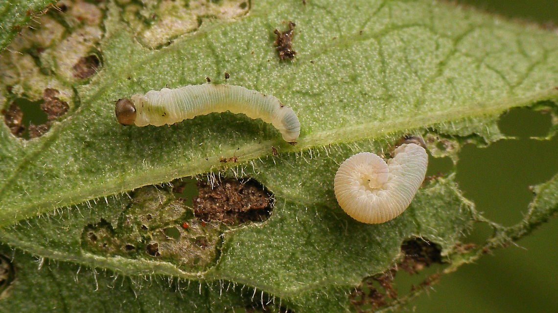 Monostegia abdominalis - Young larvae Early instar larvae (about 4mm) of Sawfly species Monostegia abdominalis on Lysimachia vulgaris. Allantinae,Hymenoptera,Jane's garden,Larvae,Lysimachia vulgaris,Monostegia,Monostegia abdominalis,Symphyta,Tenthredinidae,Tenthredinoidea,sawfly larvae