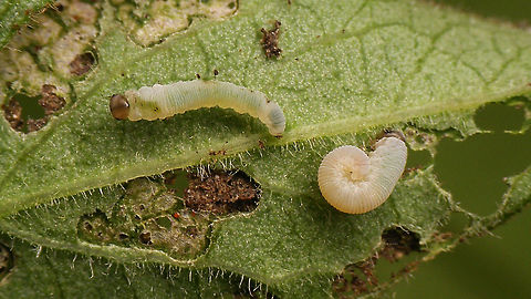 Monostegia abdominalis - Young larvae Early instar larvae (about 4mm) of Sawfly species Monostegia abdominalis on Lysimachia vulgaris. Allantinae,Hymenoptera,Jane's garden,Larvae,Lysimachia vulgaris,Monostegia,Monostegia abdominalis,Symphyta,Tenthredinidae,Tenthredinoidea,sawfly larvae