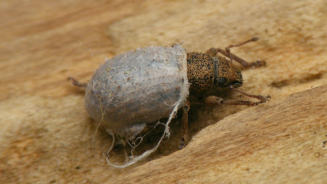 Strophosoma melanogrammum - Fancy silk coat This one was trodding around in the bathroom, proudly showing off its new coat of pure silk. I suspected he stole it from a spider, so I talked him out of it ... Brachyderini,Curculionidae,Entiminae,Jane's garden,Strophosoma,Strophosoma melanogrammum