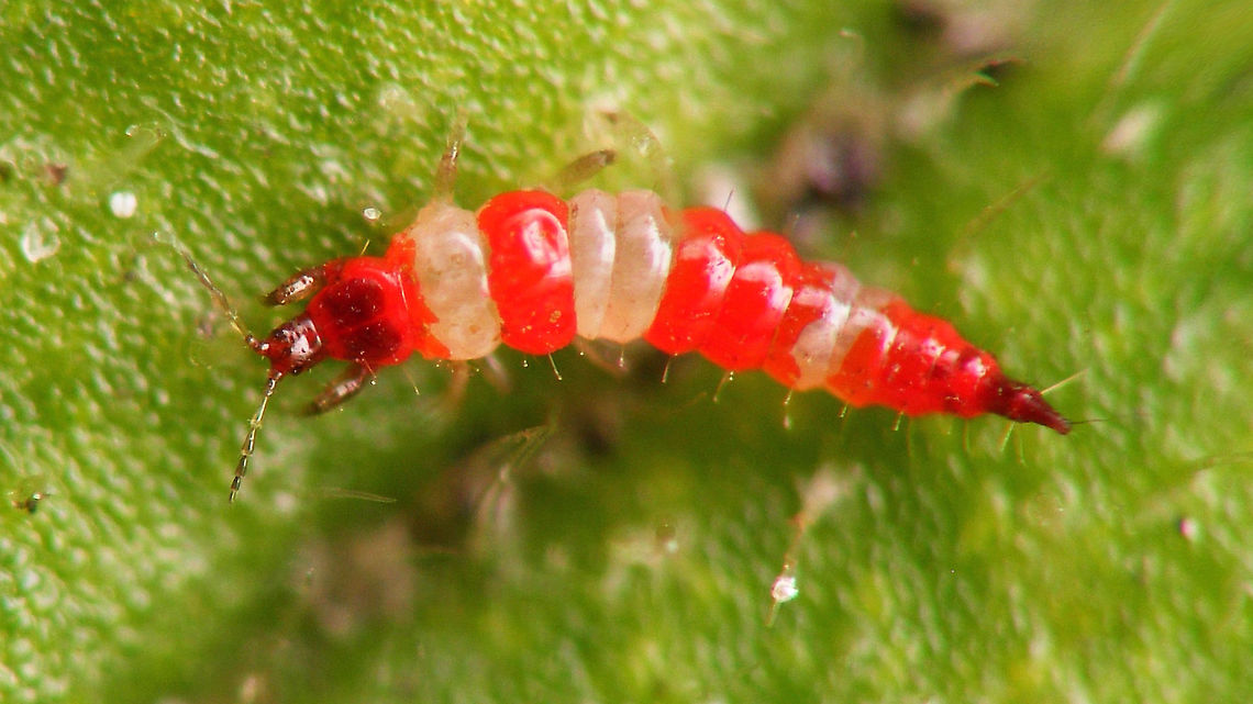 Haplothrips CF. subtilissimus - Nymph Nicely (and conspicuously) coloured nymph of some Phlaeothripidae on Silene dioica, but I was unable to find a closer ID ...<br />
Possibly something close to Haplothrips chinensis?<br />
<a href="https://insektenfotos.de/forum/index.php?page=Thread&amp;postID=410605#post410605" rel="nofollow">https://insektenfotos.de/forum/index.php?page=Thread&amp;postID=410605#post410605</a><br />
According to Manfred Ulitzka the colour patterns of the nymphs can be diagnostic ... I&#039;ll check with him ...<br />
<br />
Manfred answered swiftly: It is certainly a Haplothrips sp.  The similar looking H. chinensis is not known from Europe, but there are three native European species with similar nymphs. Of these, Haplothrips subtilissimus is the best match considering the exact colour pattern and known distribution. It is mostly found on Oak trees (Quercus) and there are some grand old Oak trees standing over the spot where I found the nymph (on Silene dioica), so that also seems to add up.<br />
I&#039;ll be bold and &quot;identify&quot; this image under that name, mostly so that it is easier found back, but I&#039;ll leave a clear &quot;cf.&quot; in the image title :o) <br />
<br />
See also: DOI 10.11646/zootaxa.4845.3.4 Haplothrips,Haplothrips subtilissimus,Jane's garden,Nymph,Phlaeothripidae,Thysanoptera