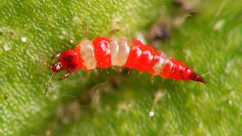 Haplothrips CF. subtilissimus - Nymph Nicely (and conspicuously) coloured nymph of some Phlaeothripidae on Silene dioica, but I was unable to find a closer ID ...
Possibly something close to Haplothrips chinensis?
https://insektenfotos.de/forum/index.php?page=Thread&postID=410605#post410605
According to Manfred Ulitzka the colour patterns of the nymphs can be diagnostic ... I'll check with him ...

Manfred answered swiftly: It is certainly a Haplothrips sp.  The similar looking H. chinensis is not known from Europe, but there are three native European species with similar nymphs. Of these, Haplothrips subtilissimus is the best match considering the exact colour pattern and known distribution. It is mostly found on Oak trees (Quercus) and there are some grand old Oak trees standing over the spot where I found the nymph (on Silene dioica), so that also seems to add up.
I'll be bold and "identify" this image under that name, mostly so that it is easier found back, but I'll leave a clear "cf." in the image title :o) 

See also: DOI 10.11646/zootaxa.4845.3.4 Haplothrips,Haplothrips subtilissimus,Jane's garden,Nymph,Phlaeothripidae,Thysanoptera