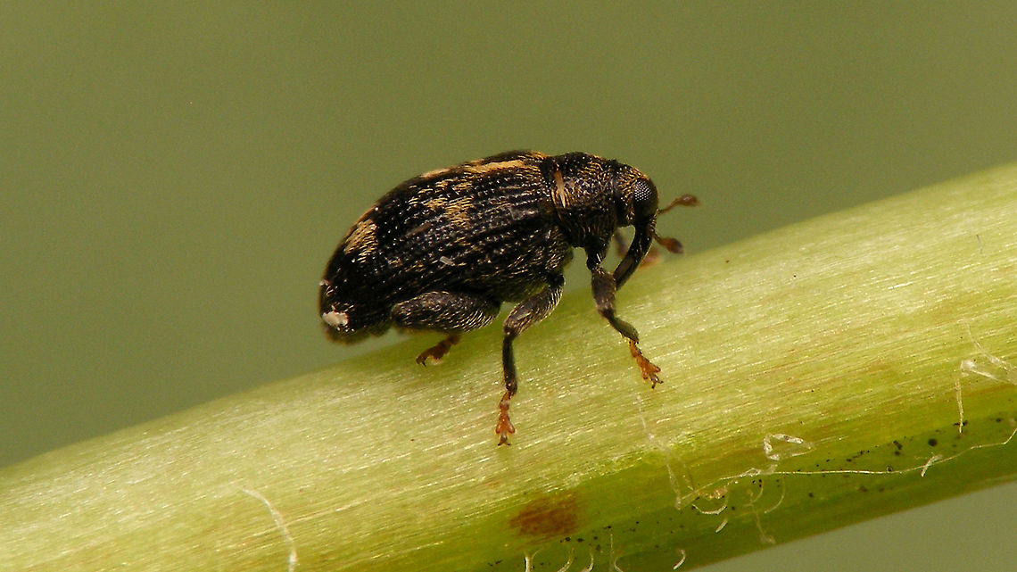 Orchestes rusci aka Rhynchaenus rusci Curculionidae,Curculioninae,Jane's garden,Orchestes,Orchestes rusci,Rhamphini,Rhynchaenus rusci,Weevil