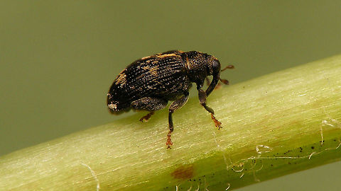 Orchestes rusci aka Rhynchaenus rusci Curculionidae,Curculioninae,Jane's garden,Orchestes,Orchestes rusci,Rhamphini,Rhynchaenus rusci,Weevil