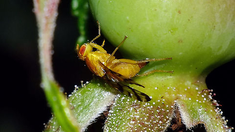 Rhagoletis alternata - Ovipositioning This one was sitting still for a while :o) Carpomyina,Carpomyini,Jane's garden,Rhagoletis,Rhagoletis alternata,Rosa rugosa,Tephritidae,Trypetinae,nl: Smalband-rozenboorvlieg,oviposition