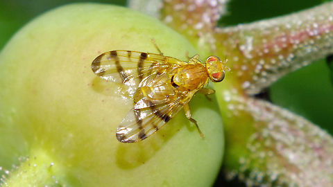 Rhagoletis alternata - Somewhat teneral still Much paler than the others - seems to me it was probably somewhat teneral still ... Carpomyina,Carpomyini,Jane's garden,Rhagoletis,Rhagoletis alternata,Rosa rugosa,Teneral,Tephritidae,Trypetinae,nl: Smalband-rozenboorvlieg