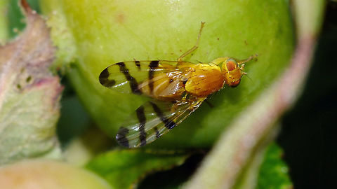 Rhagoletis alternata  Carpomyina,Carpomyini,Jane's garden,Rhagoletis,Rhagoletis alternata,Rosa rugosa,Tephritidae,Trypetinae,nl: Smalband-rozenboorvlieg