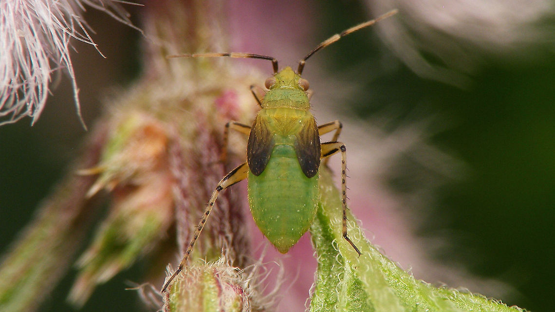 Plagiognathus arbustorum - Nymph  Cimicomorpha,Heteroptera,Jane's garden,Miridae,Nymph,Phylinae,Phylini,Plagiognathus,Plagiognathus arbustorum,nl: Streepdijblindwants
