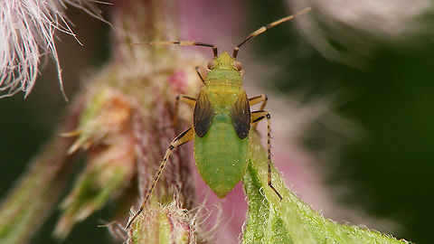 Plagiognathus arbustorum - Nymph  Cimicomorpha,Heteroptera,Jane's garden,Miridae,Nymph,Phylinae,Phylini,Plagiognathus,Plagiognathus arbustorum,nl: Streepdijblindwants