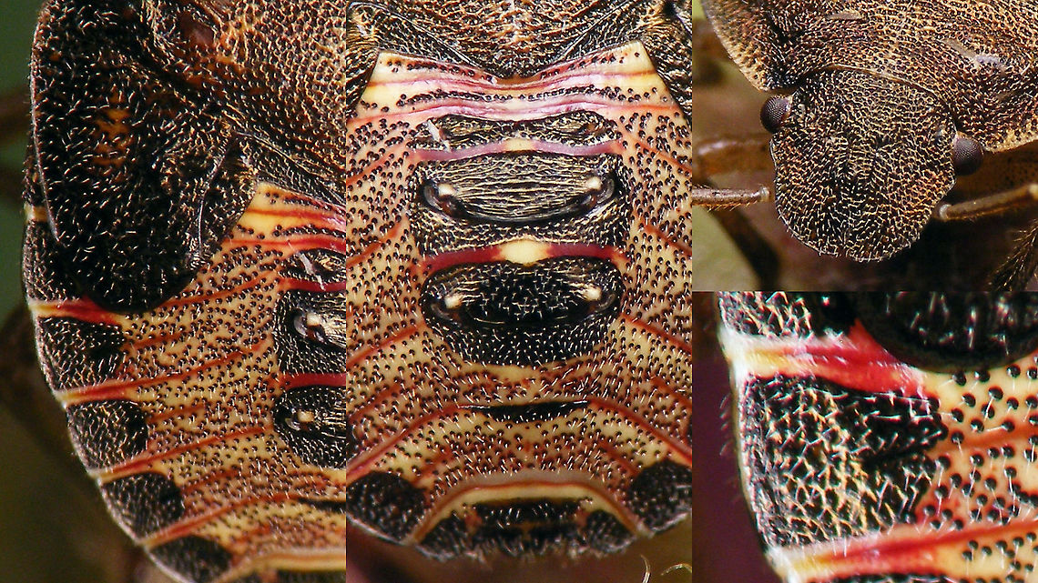 Peribalus strictus - Nymph (hairiness) Some close-ups showing the slight hairiness of these nymphs and some other details.<br />
Full view here:<br />
<figure class="photo"><a href="https://www.jungledragon.com/image/97833/peribalus_strictus_-_nymph.html" title="Peribalus strictus - Nymph"><img src="https://s3.amazonaws.com/media.jungledragon.com/images/3043/97833_thumb.jpg?AWSAccessKeyId=05GMT0V3GWVNE7GGM1R2&Expires=1759968010&Signature=sZHR7H5hRzf10XQYDAQWSXk2YuA%3D" width="200" height="114" alt="Peribalus strictus - Nymph Details here:<br />
https://www.jungledragon.com/image/97831/peribalus_strictus_-_nymph_hairiness.html<br />
https://www.jungledragon.com/image/97832/peribalus_strictus_-_nymph_portrait.html Carpocorini,Jane&#039;s garden,Nymph,Pentatomidae,Pentatominae,Pentatomoidea,Peribalus,Peribalus strictus,Vernal Shieldbug,nl: Zuidelijke schildwants" /></a></figure> Carpocorini,Jane's garden,Nymph,Pentatomidae,Pentatominae,Pentatomoidea,Peribalus,Peribalus strictus,Vernal Shieldbug,nl: Zuidelijke schildwants