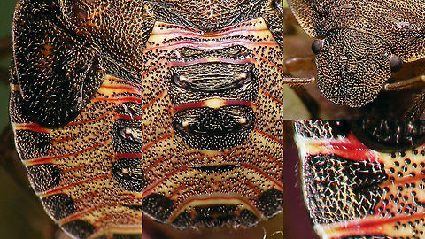 Peribalus strictus - Nymph (hairiness) Some close-ups showing the slight hairiness of these nymphs and some other details.
Full view here:
https://www.jungledragon.com/image/97833/peribalus_strictus_-_nymph.html Carpocorini,Jane's garden,Nymph,Pentatomidae,Pentatominae,Pentatomoidea,Peribalus,Peribalus strictus,Vernal Shieldbug,nl: Zuidelijke schildwants