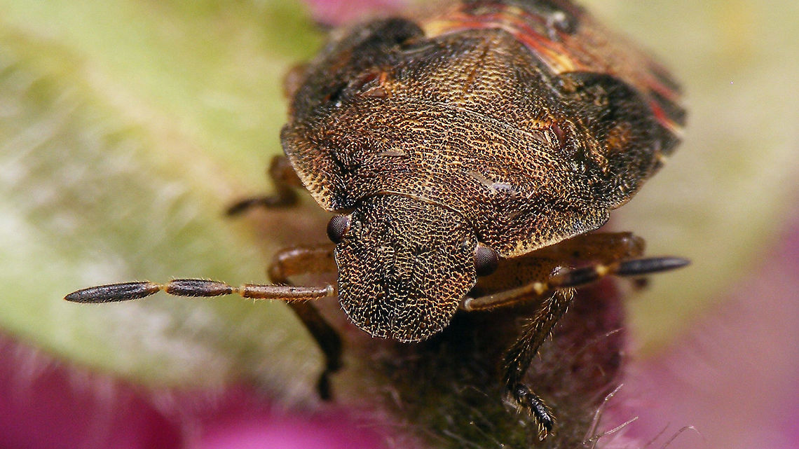 Peribalus strictus - Nymph (portrait) Full view here:<br />
<figure class="photo"><a href="https://www.jungledragon.com/image/97833/peribalus_strictus_-_nymph.html" title="Peribalus strictus - Nymph"><img src="https://s3.amazonaws.com/media.jungledragon.com/images/3043/97833_thumb.jpg?AWSAccessKeyId=05GMT0V3GWVNE7GGM1R2&Expires=1763596810&Signature=K9KH5gk98YxTf7BxkERJnE43g3A%3D" width="200" height="114" alt="Peribalus strictus - Nymph Details here:<br />
https://www.jungledragon.com/image/97831/peribalus_strictus_-_nymph_hairiness.html<br />
https://www.jungledragon.com/image/97832/peribalus_strictus_-_nymph_portrait.html Carpocorini,Jane&#039;s garden,Nymph,Pentatomidae,Pentatominae,Pentatomoidea,Peribalus,Peribalus strictus,Vernal Shieldbug,nl: Zuidelijke schildwants" /></a></figure> Carpocorini,Jane's garden,Nymph,Pentatomidae,Pentatominae,Pentatomoidea,Peribalus,Peribalus strictus,Vernal Shieldbug,nl: Zuidelijke schildwants