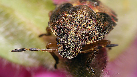 Peribalus strictus - Nymph (portrait) Full view here:
https://www.jungledragon.com/image/97833/peribalus_strictus_-_nymph.html Carpocorini,Jane's garden,Nymph,Pentatomidae,Pentatominae,Pentatomoidea,Peribalus,Peribalus strictus,Vernal Shieldbug,nl: Zuidelijke schildwants