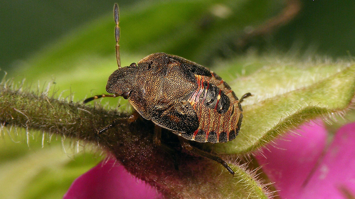 Peribalus strictus - Nymph Details here:<br />
<figure class="photo"><a href="https://www.jungledragon.com/image/97831/peribalus_strictus_-_nymph_hairiness.html" title="Peribalus strictus - Nymph (hairiness)"><img src="https://s3.amazonaws.com/media.jungledragon.com/images/3043/97831_thumb.jpg?AWSAccessKeyId=05GMT0V3GWVNE7GGM1R2&Expires=1759968010&Signature=GRFwcMEls2ffR5khZ%2BS7yfZJQis%3D" width="200" height="114" alt="Peribalus strictus - Nymph (hairiness) Some close-ups showing the slight hairiness of these nymphs and some other details.<br />
Full view here:<br />
https://www.jungledragon.com/image/97833/peribalus_strictus_-_nymph.html Carpocorini,Jane&#039;s garden,Nymph,Pentatomidae,Pentatominae,Pentatomoidea,Peribalus,Peribalus strictus,Vernal Shieldbug,nl: Zuidelijke schildwants" /></a></figure><br />
<figure class="photo"><a href="https://www.jungledragon.com/image/97832/peribalus_strictus_-_nymph_portrait.html" title="Peribalus strictus - Nymph (portrait)"><img src="https://s3.amazonaws.com/media.jungledragon.com/images/3043/97832_thumb.jpg?AWSAccessKeyId=05GMT0V3GWVNE7GGM1R2&Expires=1759968010&Signature=lW2dGCFitZ3%2ByMRzGRzUQVIt9bY%3D" width="200" height="114" alt="Peribalus strictus - Nymph (portrait) Full view here:<br />
https://www.jungledragon.com/image/97833/peribalus_strictus_-_nymph.html Carpocorini,Jane&#039;s garden,Nymph,Pentatomidae,Pentatominae,Pentatomoidea,Peribalus,Peribalus strictus,Vernal Shieldbug,nl: Zuidelijke schildwants" /></a></figure> Carpocorini,Jane's garden,Nymph,Pentatomidae,Pentatominae,Pentatomoidea,Peribalus,Peribalus strictus,Vernal Shieldbug,nl: Zuidelijke schildwants