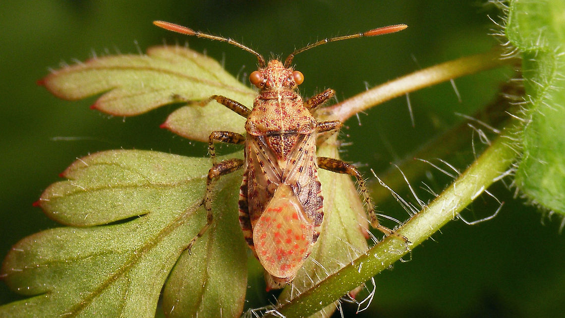 Rhopalus subrufus - Teneral Somewhat teneral still - colours not fully developed. Probably only a few hours after emerging from last nymphal skin.<br />
Resulting imago from this nymph:<br />
<figure class="photo"><a href="https://www.jungledragon.com/image/118018/rhopalus_subrufus_-_nymph_5th_std._pinkish_brown.html" title="Rhopalus subrufus - Nymph (5th std.) pinkish brown"><img src="https://s3.amazonaws.com/media.jungledragon.com/images/3043/118018_thumb.jpg?AWSAccessKeyId=05GMT0V3GWVNE7GGM1R2&Expires=1759968010&Signature=qvshTOQV6lxWH1QaRdQiP4Y54JE%3D" width="200" height="114" alt="Rhopalus subrufus - Nymph (5th std.) pinkish brown Last year&#039;s image of a pinkish brown 5th. stadium nymph.<br />
Portrait of the same nymph:<br />
https://www.jungledragon.com/image/118017/rhopalus_subrufus_-_nymph_5th_std._portrait.html<br />
It later rendered this adult:<br />
https://www.jungledragon.com/image/97834/rhopalus_subrufus_-_teneral.html Coreoidea,Jane&#039;s garden,Nymph,Rhopalidae,Rhopalus,Rhopalus subrufus,nl: Geblokte glasvleugelwants" /></a></figure><br />
<figure class="photo"><a href="https://www.jungledragon.com/image/118017/rhopalus_subrufus_-_nymph_5th_std._portrait.html" title="Rhopalus subrufus - Nymph (5th std.) portrait"><img src="https://s3.amazonaws.com/media.jungledragon.com/images/3043/118017_thumb.jpg?AWSAccessKeyId=05GMT0V3GWVNE7GGM1R2&Expires=1759968010&Signature=ws1SDo8Bibs3JAxWPwnq65hR59c%3D" width="200" height="114" alt="Rhopalus subrufus - Nymph (5th std.) portrait Portrait of this nymph:<br />
https://www.jungledragon.com/image/118018/rhopalus_subrufus_-_nymph_5th_std._pinkish_brown.html<br />
That later rendered this adult:<br />
https://www.jungledragon.com/image/97834/rhopalus_subrufus_-_teneral.html Coreoidea,Jane&#039;s garden,Nymph,Rhopalidae,Rhopalus,Rhopalus subrufus,nl: Geblokte glasvleugelwants" /></a></figure> Coreoidea,Jane's garden,Rhopalidae,Rhopalus,Rhopalus subrufus,Teneral,nl: Geblokte glasvleugelwants