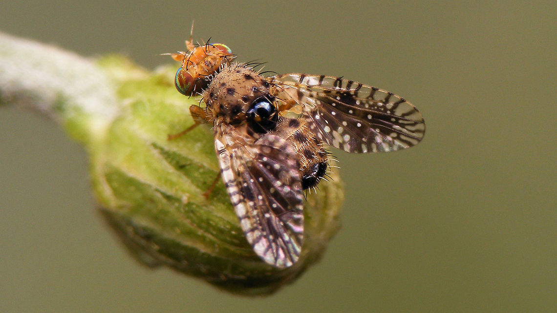 Noeeta pupillata - Male  Fruit fly,Hieracium laevigatum,Jane's garden,Noeeta,Noeeta pupillata,Noeetini,Smooth Hawkweed,Tephritidae,Tephritinae,nl: Havikskruidboorvlieg,nl: Stijf havikskruid
