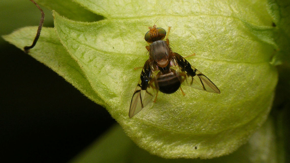 Anomoia purmunda  Anomoia,Anomoia purmunda,Chetostomatina,Fruit fly,Jane's garden,Tephritidae,Trypetinae,Trypetini,nl: Meidoornboorvlieg