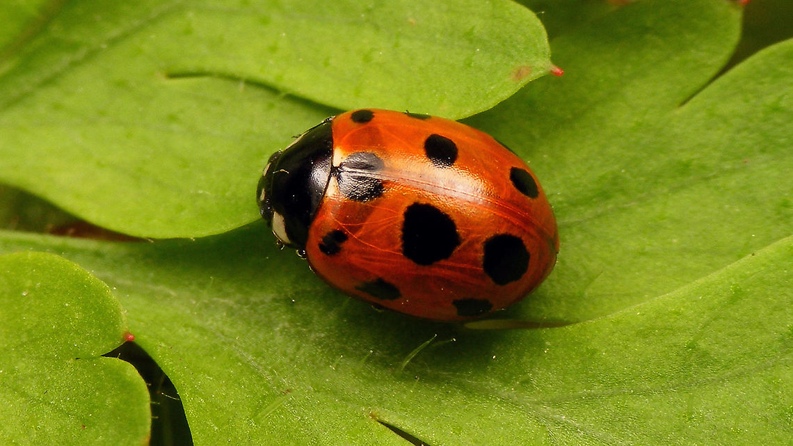 Coccinella undecimpunctata Adding the species for Jeanette&#039;s garden including a mugshot and better quality ventral shots:<br />
<figure class="photo"><a href="https://www.jungledragon.com/image/97888/coccinella_undecimpunctata_-_mugshot.html" title="Coccinella undecimpunctata - Mugshot"><img src="https://s3.amazonaws.com/media.jungledragon.com/images/3043/97888_thumb.jpg?AWSAccessKeyId=05GMT0V3GWVNE7GGM1R2&Expires=1759968010&Signature=SXExytNoOLwhCeBM%2BaimintRaQ0%3D" width="200" height="114" alt="Coccinella undecimpunctata - Mugshot See with this image:<br />
https://www.jungledragon.com/image/97886/coccinella_undecimpunctata.html Coccinella,Coccinella undecimpunctata,Coccinellidae,Coccinellinae,Coleoptera,Eleven-spot Ladybird,Jane&#039;s garden,Ladybird,Netherlands,nl: Elfstippelig lieveheersbeestje" /></a></figure><br />
<figure class="photo"><a href="https://www.jungledragon.com/image/97887/coccinella_undecimpunctata_-_ventral.html" title="Coccinella undecimpunctata - Ventral"><img src="https://s3.amazonaws.com/media.jungledragon.com/images/3043/97887_thumb.jpg?AWSAccessKeyId=05GMT0V3GWVNE7GGM1R2&Expires=1759968010&Signature=L67oqpYeL5fpWVruv2JoMELc2IQ%3D" width="200" height="114" alt="Coccinella undecimpunctata - Ventral See with this image:<br />
https://www.jungledragon.com/image/97886/coccinella_undecimpunctata.html Coccinella,Coccinella undecimpunctata,Coccinellidae,Coccinellinae,Coleoptera,Eleven-spot Ladybird,Jane&#039;s garden,Ladybird,Netherlands,nl: Elfstippelig lieveheersbeestje" /></a></figure><br />
<figure class="photo"><a href="https://www.jungledragon.com/image/97889/coccinella_undecimpunctata_-_mouthparts.html" title="Coccinella undecimpunctata - Mouthparts"><img src="https://s3.amazonaws.com/media.jungledragon.com/images/3043/97889_thumb.jpg?AWSAccessKeyId=05GMT0V3GWVNE7GGM1R2&Expires=1759968010&Signature=l%2BJLf4ay2DCGZsMMfOypOrLB%2F0g%3D" width="200" height="114" alt="Coccinella undecimpunctata - Mouthparts See with this image:<br />
https://www.jungledragon.com/image/97886/coccinella_undecimpunctata.html Coccinella,Coccinella undecimpunctata,Coccinellidae,Coccinellinae,Coleoptera,Eleven-spot Ladybird,Jane&#039;s garden,Ladybird,Netherlands,nl: Elfstippelig lieveheersbeestje" /></a></figure> Coccinella,Coccinella undecimpunctata,Coccinellidae,Coccinellinae,Coleoptera,Eleven-spot Ladybird,Jane's garden,Ladybird,Netherlands,nl: Elfstippelig lieveheersbeestje