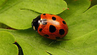 Coccinella undecimpunctata Adding the species for Jeanette's garden including a mugshot and better quality ventral shots:<br />
https://www.jungledragon.com/image/97888/coccinella_undecimpunctata_-_mugshot.html<br />
https://www.jungledragon.com/image/97887/coccinella_undecimpunctata_-_ventral.html<br />
https://www.jungledragon.com/image/97889/coccinella_undecimpunctata_-_mouthparts.html Coccinella,Coccinella undecimpunctata,Coccinellidae,Coccinellinae,Coleoptera,Eleven-spot Ladybird,Jane's garden,Ladybird,Netherlands,nl: Elfstippelig lieveheersbeestje