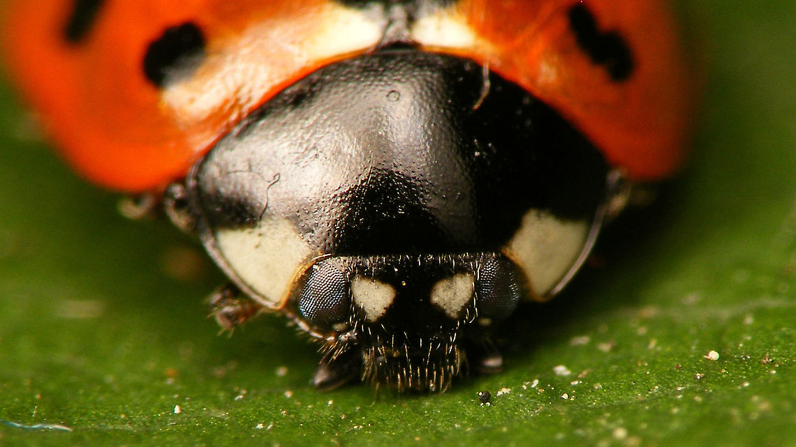 Coccinella undecimpunctata - Mugshot See with this image:<br />
<figure class="photo"><a href="https://www.jungledragon.com/image/97886/coccinella_undecimpunctata.html" title="Coccinella undecimpunctata"><img src="https://s3.amazonaws.com/media.jungledragon.com/images/3043/97886_thumb.jpg?AWSAccessKeyId=05GMT0V3GWVNE7GGM1R2&Expires=1767225610&Signature=cMx1kIDqneW8cAtiYU%2FQyyU4GsE%3D" width="200" height="114" alt="Coccinella undecimpunctata Adding the species for Jeanette&#039;s garden including a mugshot and better quality ventral shots:<br />
https://www.jungledragon.com/image/97888/coccinella_undecimpunctata_-_mugshot.html<br />
https://www.jungledragon.com/image/97887/coccinella_undecimpunctata_-_ventral.html<br />
https://www.jungledragon.com/image/97889/coccinella_undecimpunctata_-_mouthparts.html Coccinella,Coccinella undecimpunctata,Coccinellidae,Coccinellinae,Coleoptera,Eleven-spot Ladybird,Jane&#039;s garden,Ladybird,Netherlands,nl: Elfstippelig lieveheersbeestje" /></a></figure> Coccinella,Coccinella undecimpunctata,Coccinellidae,Coccinellinae,Coleoptera,Eleven-spot Ladybird,Jane's garden,Ladybird,Netherlands,nl: Elfstippelig lieveheersbeestje
