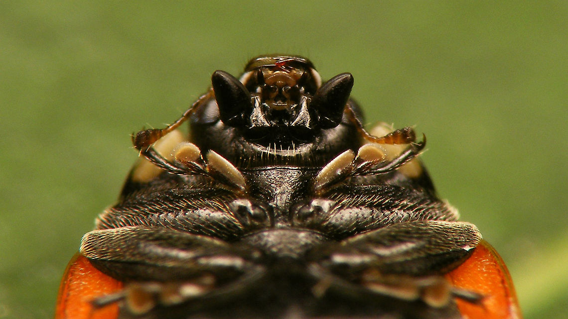 Coccinella undecimpunctata - Mouthparts See with this image:<br />
<figure class="photo"><a href="https://www.jungledragon.com/image/97886/coccinella_undecimpunctata.html" title="Coccinella undecimpunctata"><img src="https://s3.amazonaws.com/media.jungledragon.com/images/3043/97886_thumb.jpg?AWSAccessKeyId=05GMT0V3GWVNE7GGM1R2&Expires=1759968010&Signature=zlRVwevHOQKeffUrP%2B7lplpoE7Q%3D" width="200" height="114" alt="Coccinella undecimpunctata Adding the species for Jeanette&#039;s garden including a mugshot and better quality ventral shots:<br />
https://www.jungledragon.com/image/97888/coccinella_undecimpunctata_-_mugshot.html<br />
https://www.jungledragon.com/image/97887/coccinella_undecimpunctata_-_ventral.html<br />
https://www.jungledragon.com/image/97889/coccinella_undecimpunctata_-_mouthparts.html Coccinella,Coccinella undecimpunctata,Coccinellidae,Coccinellinae,Coleoptera,Eleven-spot Ladybird,Jane&#039;s garden,Ladybird,Netherlands,nl: Elfstippelig lieveheersbeestje" /></a></figure> Coccinella,Coccinella undecimpunctata,Coccinellidae,Coccinellinae,Coleoptera,Eleven-spot Ladybird,Jane's garden,Ladybird,Netherlands,nl: Elfstippelig lieveheersbeestje