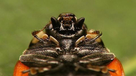 Coccinella undecimpunctata - Mouthparts See with this image:
https://www.jungledragon.com/image/97886/coccinella_undecimpunctata.html Coccinella,Coccinella undecimpunctata,Coccinellidae,Coccinellinae,Coleoptera,Eleven-spot Ladybird,Jane's garden,Ladybird,Netherlands,nl: Elfstippelig lieveheersbeestje