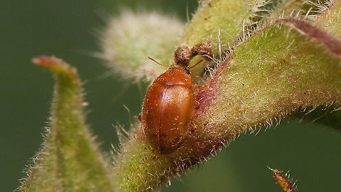 Rhyzobius litura Adding the species for NL and Jane's garden :o) Coccidulinae,Coccinellidae,Coleoptera,Jane's garden,Ladybird,Rhyzobius,Rhyzobius litura,nl: Graslandnepkapoentje