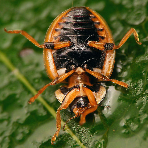Propylea quatuordecimpunctata - Ventral Ventral view of this species was still missing ... Coccinellidae,Coccinellinae,Coleoptera,Fourteen-spot Ladybird,Jane's garden,Ladybird,Propylea,Propylea quatuordecimpunctata,nl: Schaakbordlieveheersbeestje