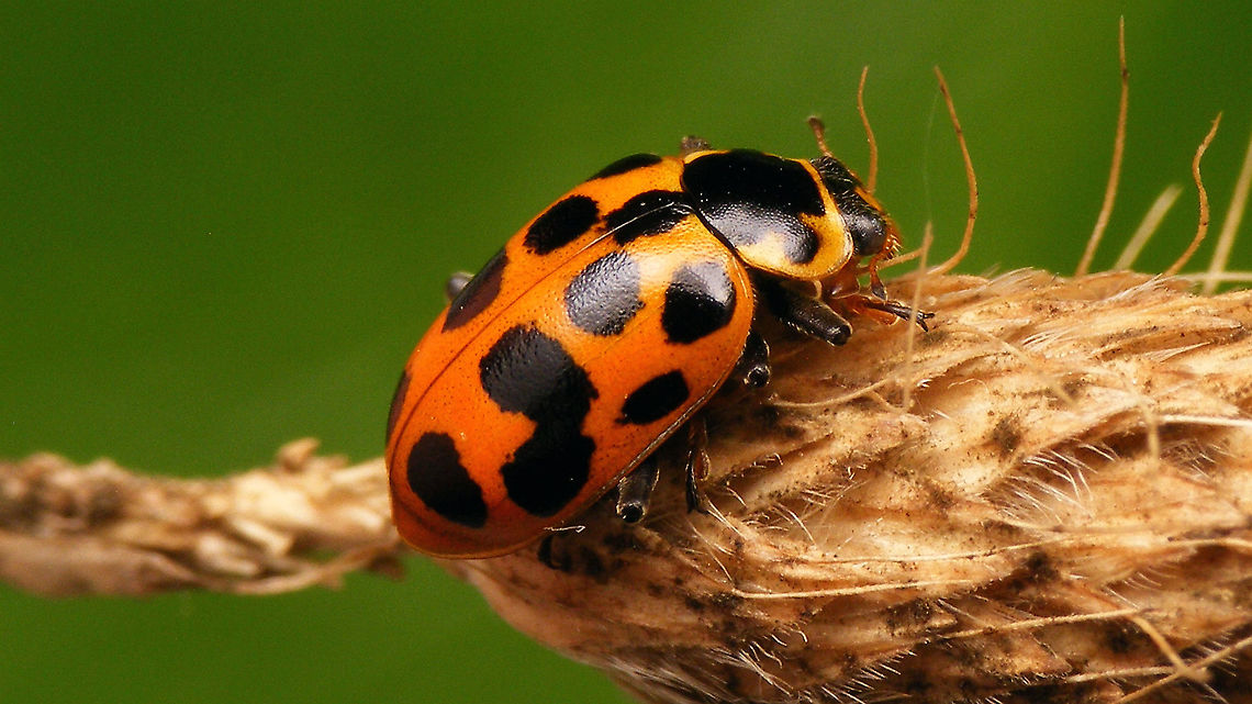 Hippodamia tredecimpunctata - Large spots  Coccinellidae,Coccinellinae,Coleoptera,Hippodamia,Hippodamia tredecimpunctata,Ladybird,Thirteen-spot Ladybird,Thirteen-spotted lady beetle,nl: Dertienstippelig lieveheersbeestje