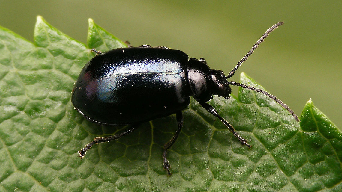 Agelastica alni - Almost black Shot this individual a few weeks back - almost entirely black to the eye, whereas this species normally is clearly blue. Difficult to capture the subtleties of the dark colour properly...  Agelastica,Agelastica alni,Alder leaf beetle,Chrysomelidae,Galerucinae,Jane's garden,Melanism,Sermylini,nl: Elzenhaantje