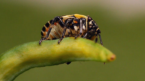 Eurydema oleracea - L5 ventral Same critter dorsal:
https://www.jungledragon.com/image/98097/dscf2996_16x9.html Eurydema,Eurydema oleracea,Hemiptera,Heteroptera,Jane's garden,Nymph,Pentatomidae,Strachiini,nl: Koolschidwants
