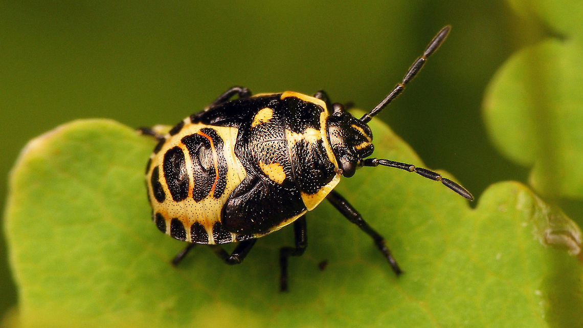 Eurydema oleracea - L5 dorsal Same critter ventral:<br />
<figure class="photo"><a href="https://www.jungledragon.com/image/98096/eurydema_oleracea_-_l5_ventral.html" title="Eurydema oleracea - L5 ventral"><img src="https://s3.amazonaws.com/media.jungledragon.com/images/3043/98096_thumb.jpg?AWSAccessKeyId=05GMT0V3GWVNE7GGM1R2&Expires=1770854410&Signature=%2BdBThYT%2BNK6IZZD7uhUvbqh%2FFpU%3D" width="200" height="114" alt="Eurydema oleracea - L5 ventral Same critter dorsal:<br />
https://www.jungledragon.com/image/98097/dscf2996_16x9.html Eurydema,Eurydema oleracea,Hemiptera,Heteroptera,Jane's garden,Nymph,Pentatomidae,Strachiini,nl: Koolschidwants" /></a></figure> Eurydema,Eurydema oleracea,Hemiptera,Heteroptera,Jane's garden,Nymph,Pentatomidae,Strachiini,nl: Koolschidwants